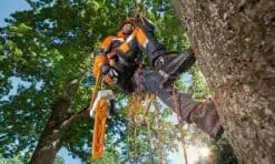 Material de arboricultura